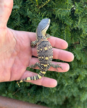 Load image into Gallery viewer, ‘High-Color’ Baby Black Throat Monitor (1)