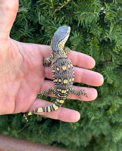 ‘High-Color’ Baby Black Throat Monitor (1)