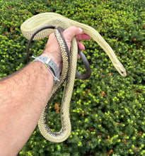 Load image into Gallery viewer, Adult Black-Tailed Jansen’s Ratsnake