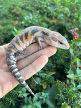 Load image into Gallery viewer, Baby Northern Blue Tongue Skink