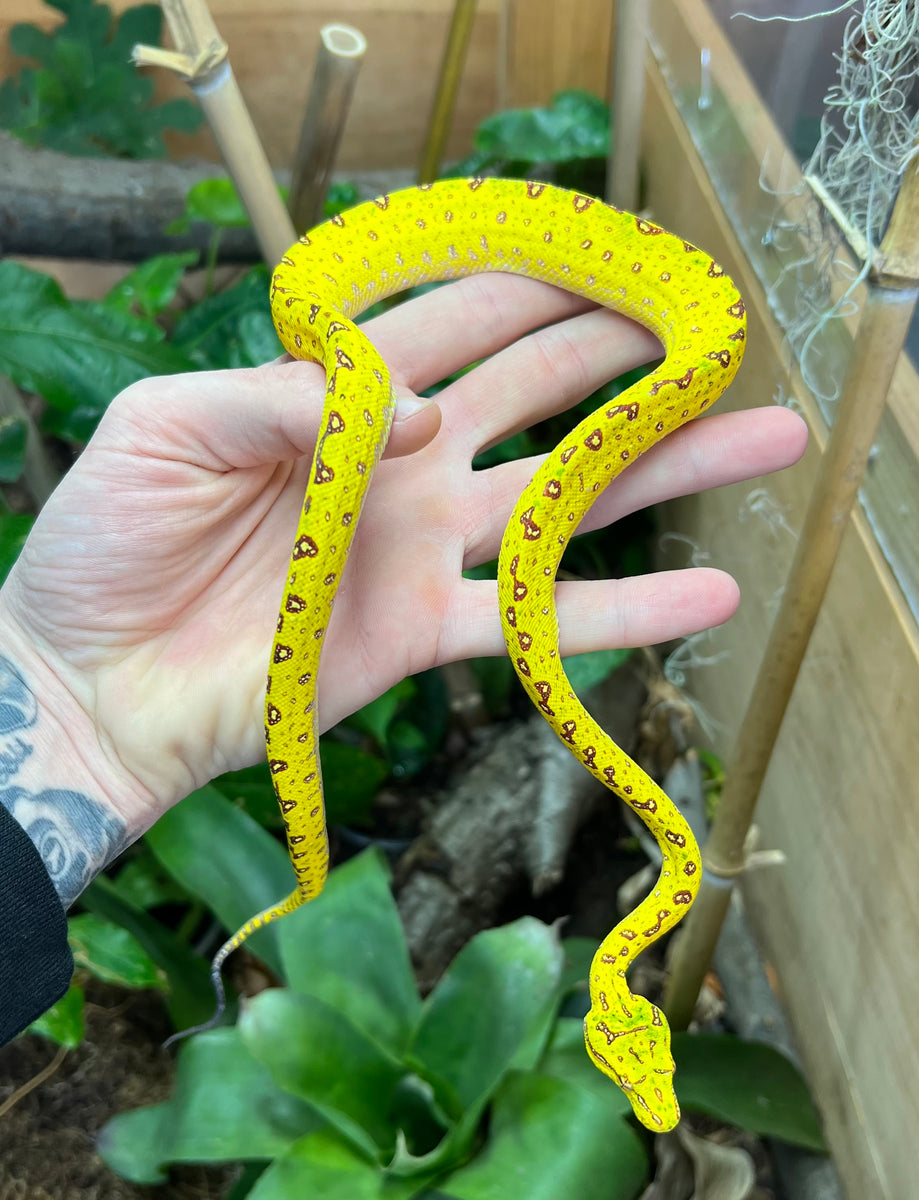 Green Tree Python Baby Baby Biak Green Tree Python (4) – Scales and Tails of Ohio