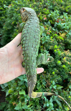Load image into Gallery viewer, Juvenile Caiman Lizard (3)