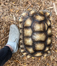 Load image into Gallery viewer, Adult Sulcata Tortoise (Female)