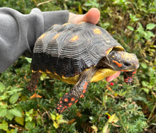 Load image into Gallery viewer, 6” Red Foot Tortoise (2)