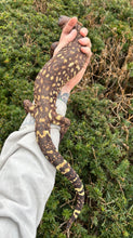 Load image into Gallery viewer, Adult Mexican Beaded Lizard (1)