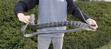 Load image into Gallery viewer, Adult Greater Keeled Ratsnake
