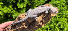 Load image into Gallery viewer, Adult Blueberry Tokay Gecko (Male)