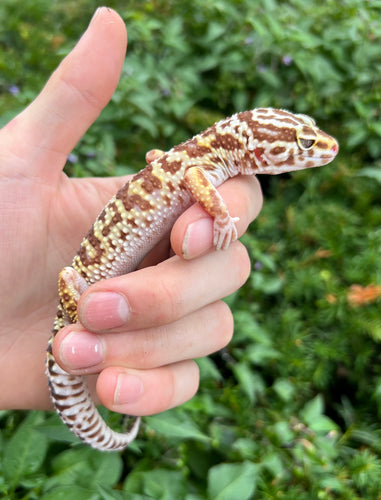Adult Leopard Gecko (Female 1)