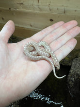 Load image into Gallery viewer, Baby Albino Florida Kingsnake