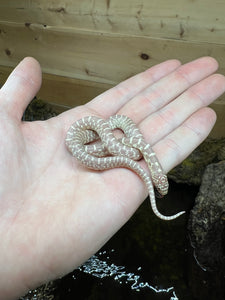 Baby Albino Florida Kingsnake