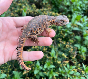 Baby Red Uromastyx