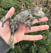 Load image into Gallery viewer, Adult Giant Leaf-tailed Gecko (1.1 Pair)