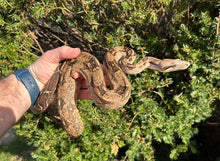 Load image into Gallery viewer, 1.1 Adult Tamaulipas Mexican Cloud Forest Boa Constrictor
