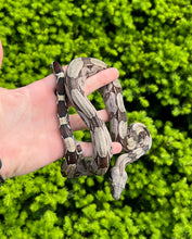 Load image into Gallery viewer, Small Guyana Boa (Female 3)