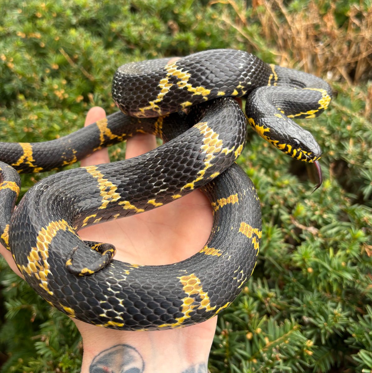 Adult Russian Ratsnake – Scales and Tails of Ohio