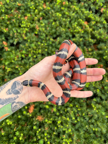 Juvenile Stuart’s Milksnake (Female)