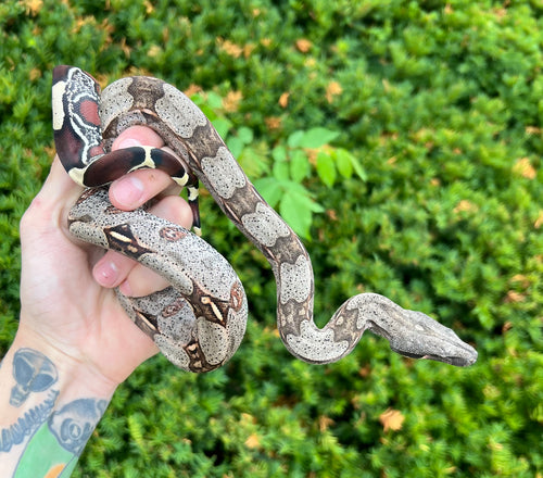 Juvenile Guyana Boa (Male 2)