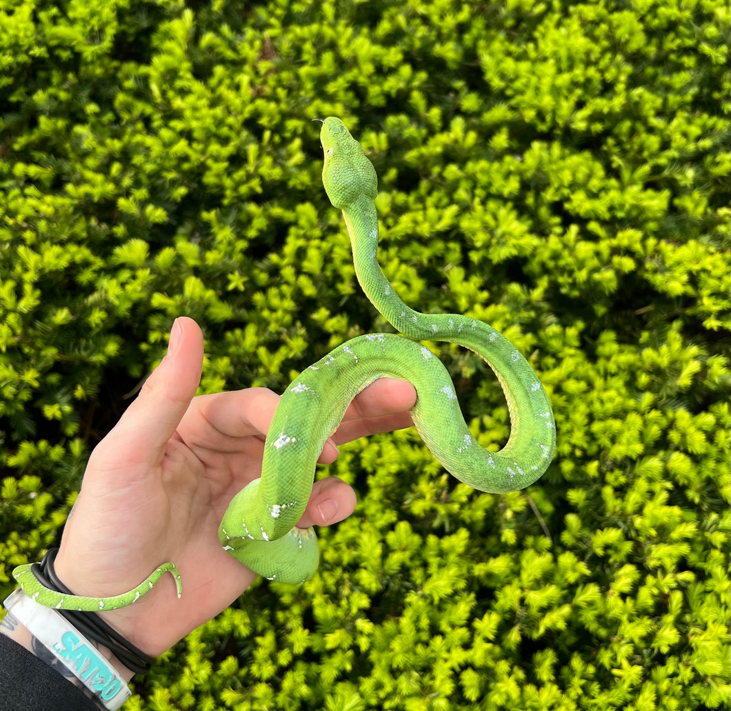 Juvenile Emerald Tree Boa (Male 3)