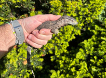 Load image into Gallery viewer, Baby Black Throat Monitor (2)