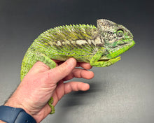 Load image into Gallery viewer, Giant Spiny Chameleon