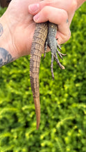 Load image into Gallery viewer, Juvenile Lewisi Rock Iguana (Male 2)