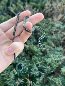 Baby Paradise Flying Snake (Male)