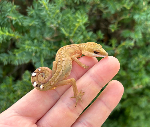 Adult Malaysian Cat Eyed Gecko (Male 4)