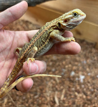 Load image into Gallery viewer, Juvenile ‘High-Color’ Genetic Stripe Bearded Dragon (3)