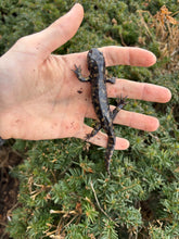 Load image into Gallery viewer, Adult Tiger Salamander