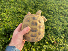Load image into Gallery viewer, Adult Russian Tortoise (Female)