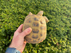 Adult Russian Tortoise (Female)
