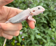 Load image into Gallery viewer, Baby Translucent Zero Bearded Dragon