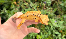 Load image into Gallery viewer, Adult Harlequin Dalmatian Crested Gecko (Female)