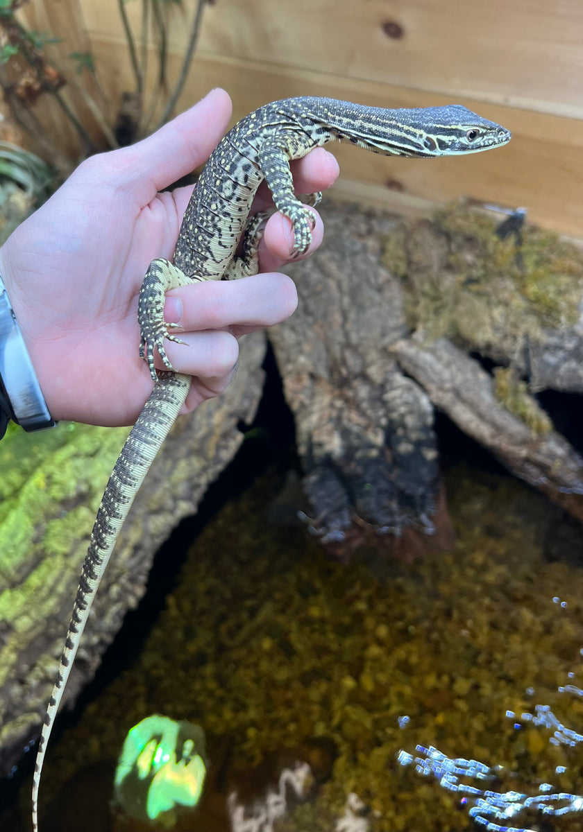Baby Argus Monitor – Scales and Tails of Ohio