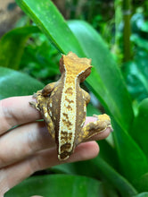 Load image into Gallery viewer, Adult Harlequin partial Pinstripe Crested Gecko (Female)