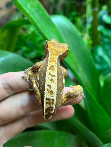 Adult Harlequin partial Pinstripe Crested Gecko (Female)