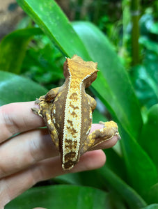 Adult Harlequin partial Pinstripe Crested Gecko (Female)