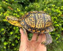 Load image into Gallery viewer, Adult ‘High-Yellow’ Eastern Box Turtle (Male)