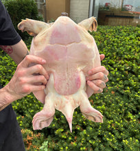 Load image into Gallery viewer, 13” Fly River Turtle (Male)