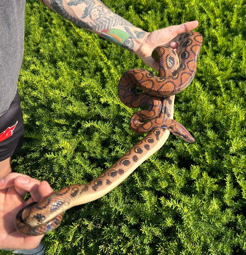 Adult Brazilian Rainbow Boa (Male 3)