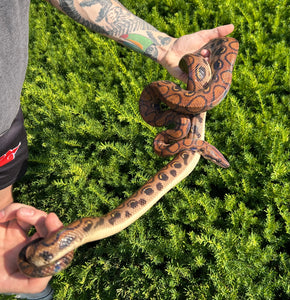 Adult Brazilian Rainbow Boa (Male 3)