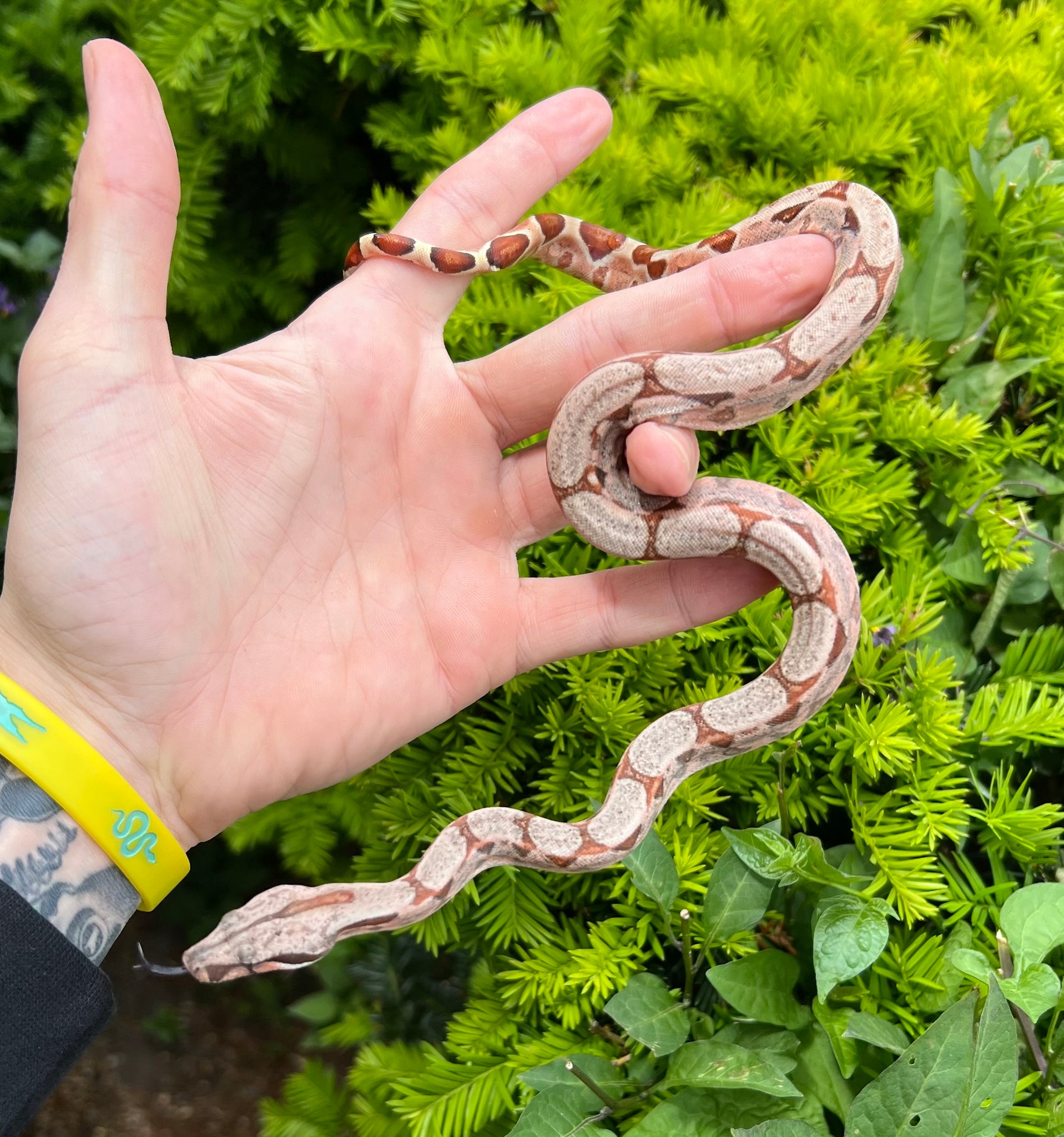 Baby Hypo 100% Het Sharp Albino Columbian Red-Tailed Boa Constrictor ...