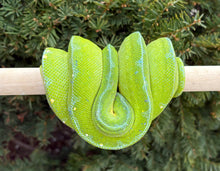 Load image into Gallery viewer, Adult Jayapura Green Tree Python (Female)