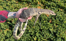 Load image into Gallery viewer, Asian Water Monitor 100% het T+ Albino
