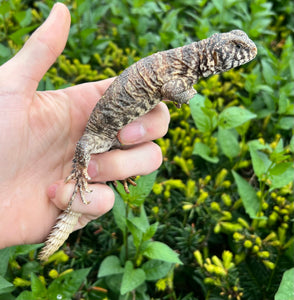Small Ornate Uromastyx (5)