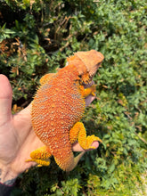 Load image into Gallery viewer, Adult Extreme Red Bearded Dragon (Male)