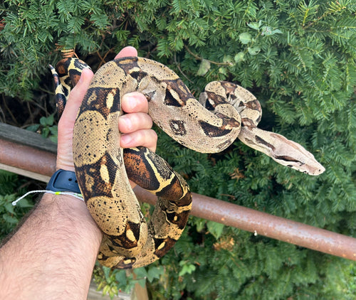 Sub-Adult Columbian Red-Tailed Boa Constrictor (Male)