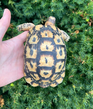 Load image into Gallery viewer, 5” Greek Tortoise (Male 2)