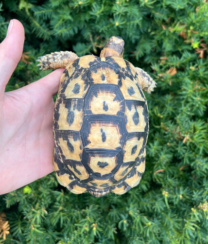 5” Greek Tortoise (Male 2)