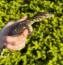 Load image into Gallery viewer, Baby Asian Water Monitor 100% het Black Dragon